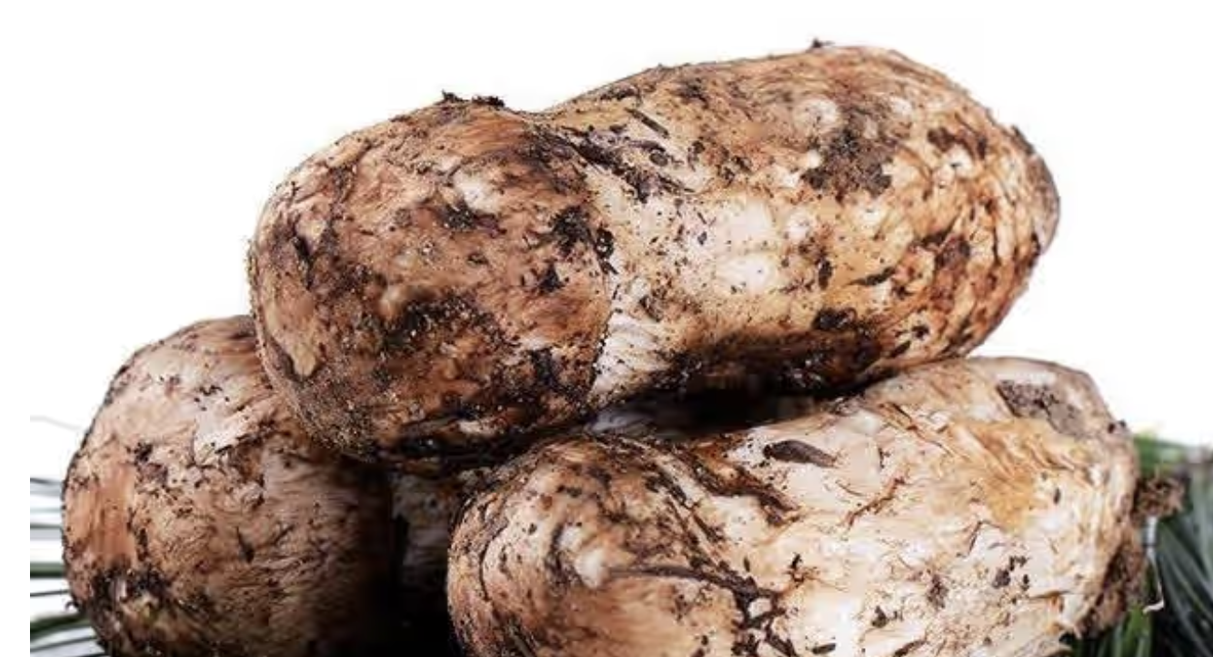 松茸与姬松茸的区别是什么？