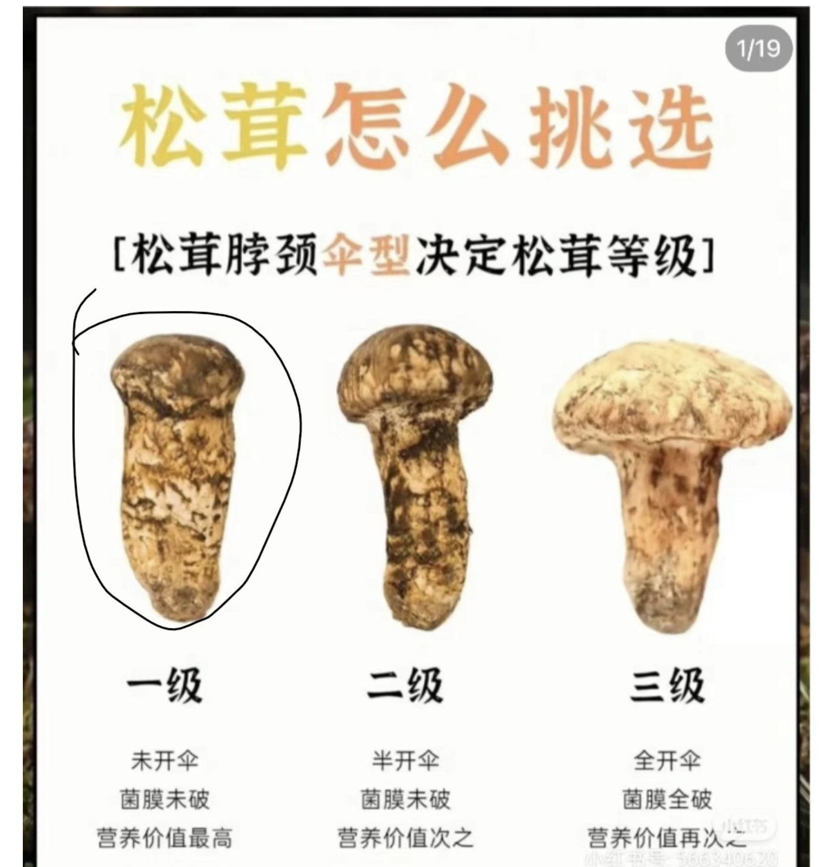 Fresh Matsutake (松茸) Ingredient Pack