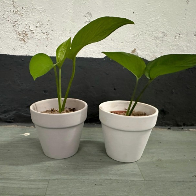 花盆/6.5x6.5x6.5cm 3入