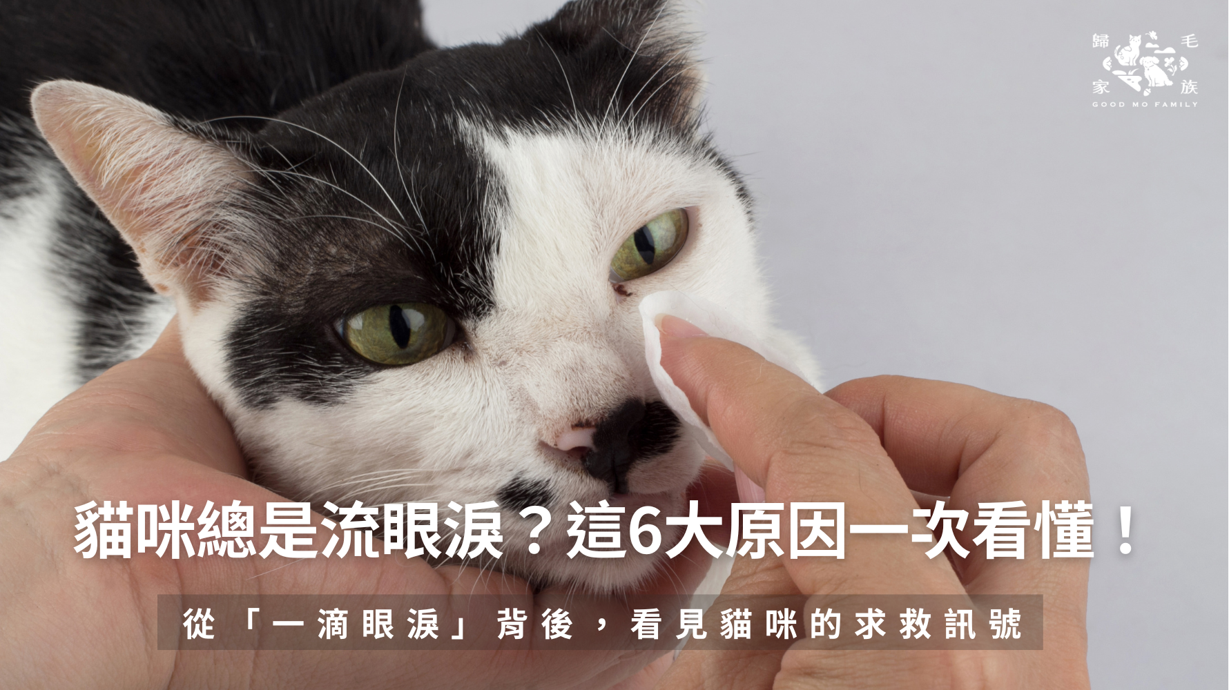 貓咪總是流眼淚？這5大原因一次看懂！