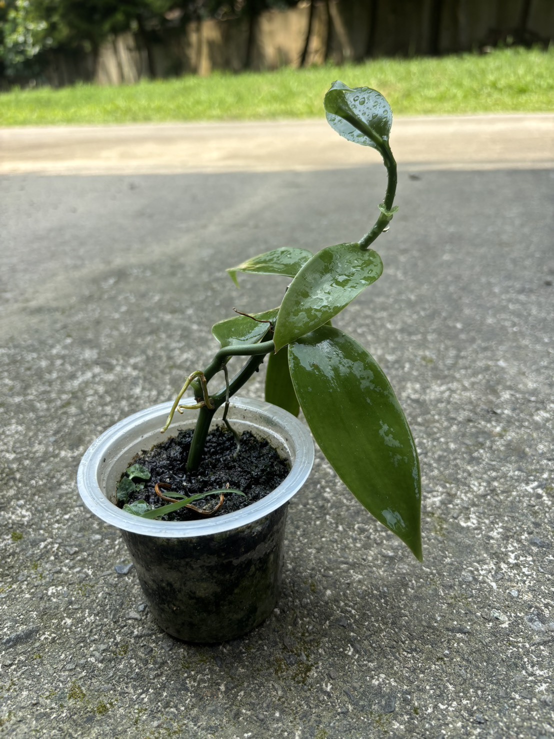 草屯院|3吋盆香莢蘭