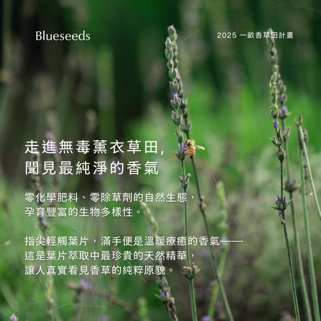 【自然農法香草田】甜蜜薰衣草精油 10ml｜百分百植物萃取精油