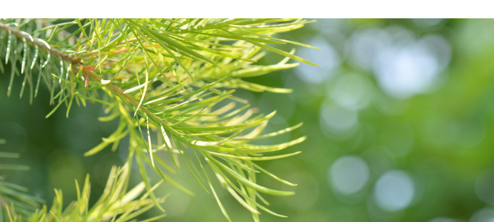 NARUKO 牛爾 茶樹抗痘粉刺調理水150ml