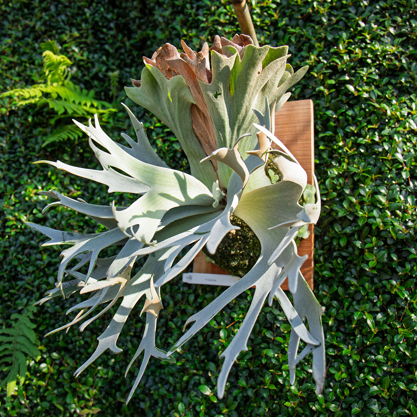 P.Gabriel