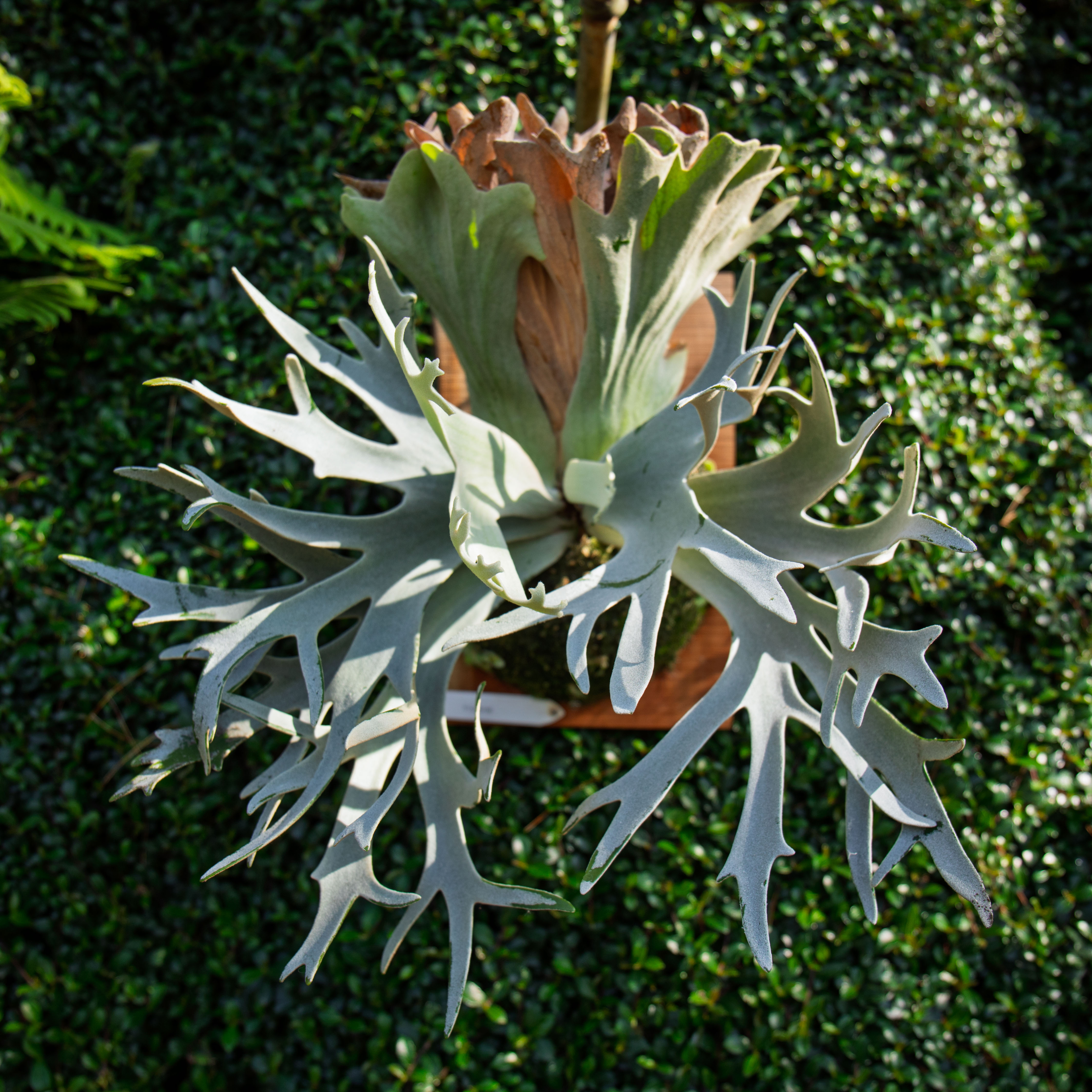 P.Gabriel