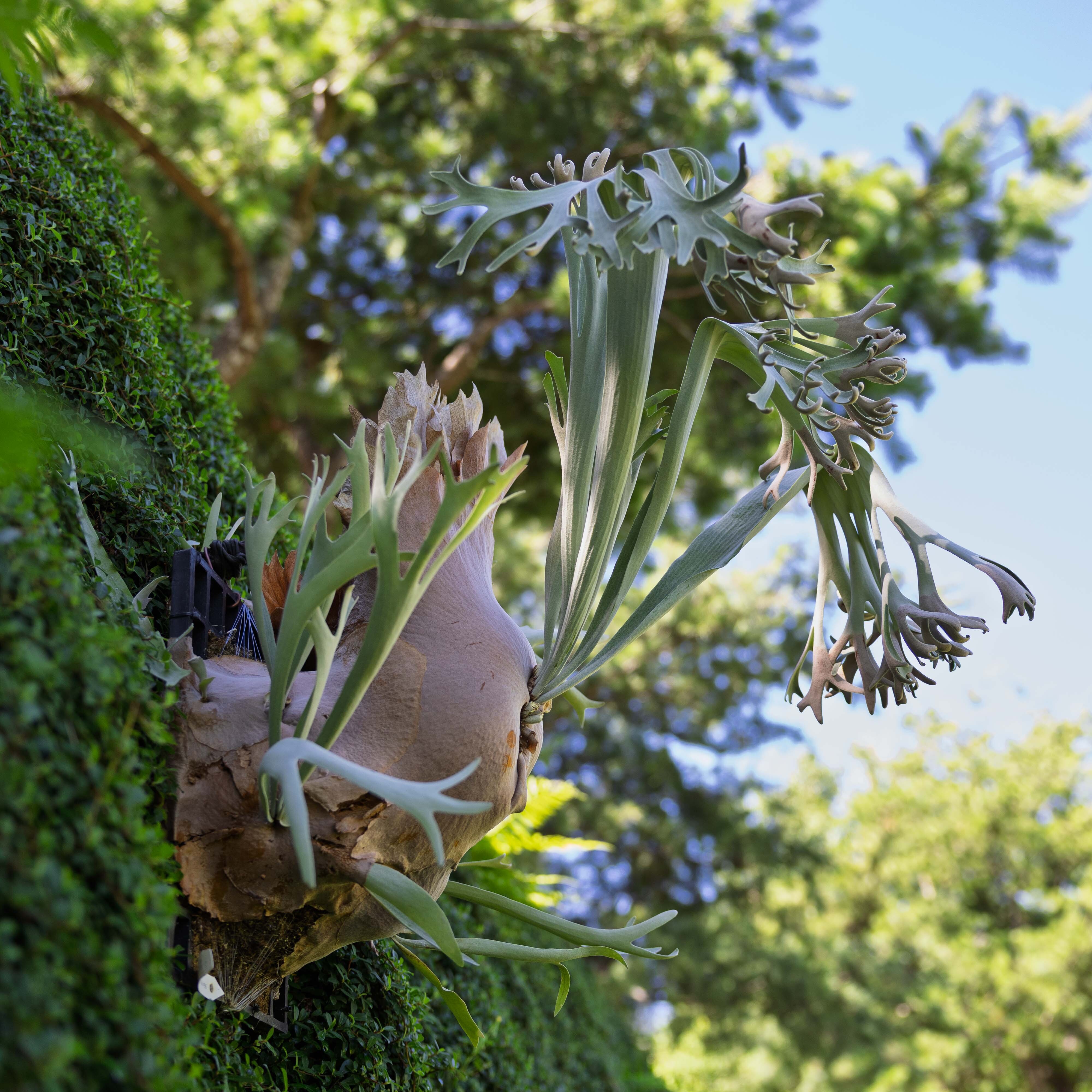 P.willinckii x bif #96