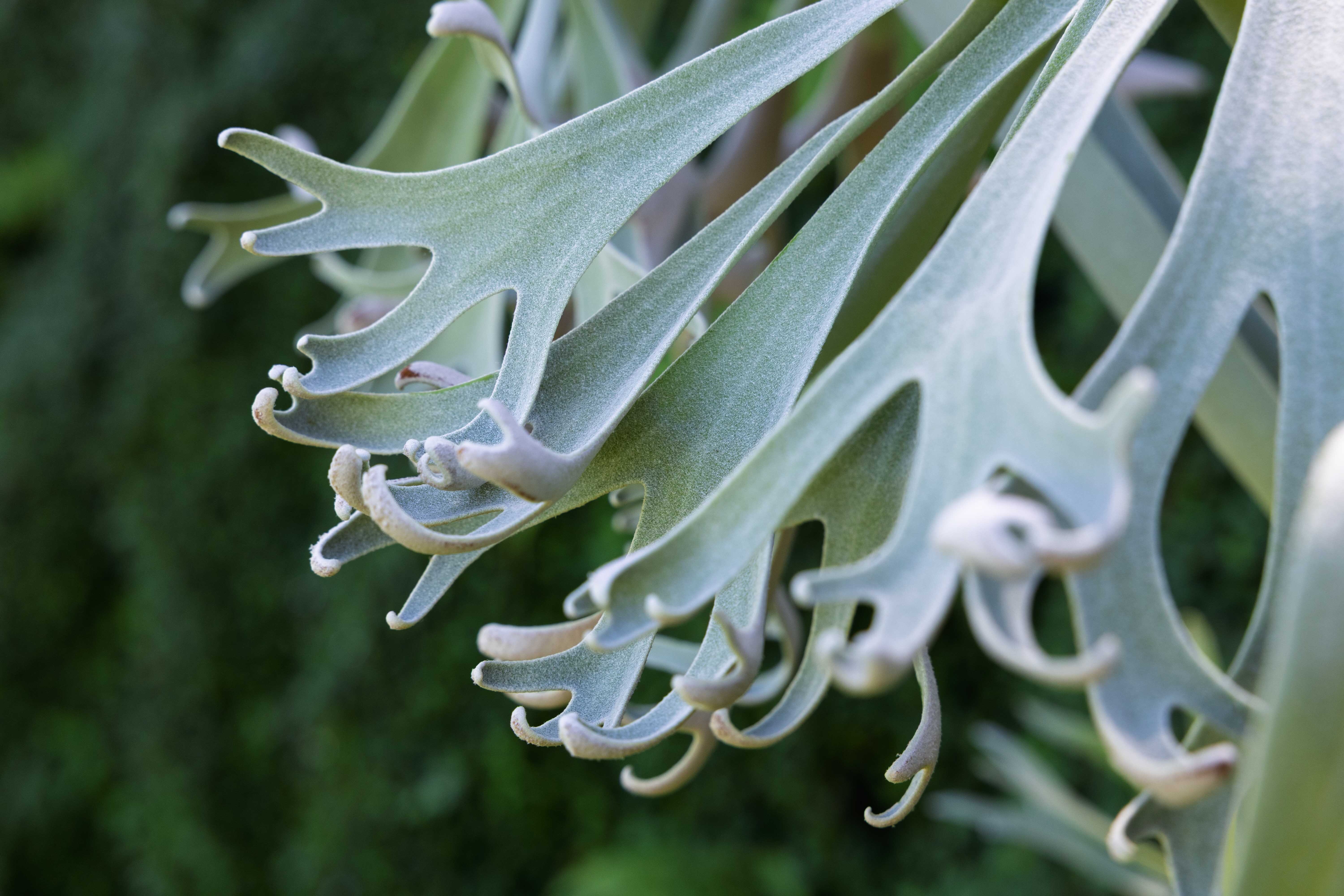 P.willinckii x bif #96