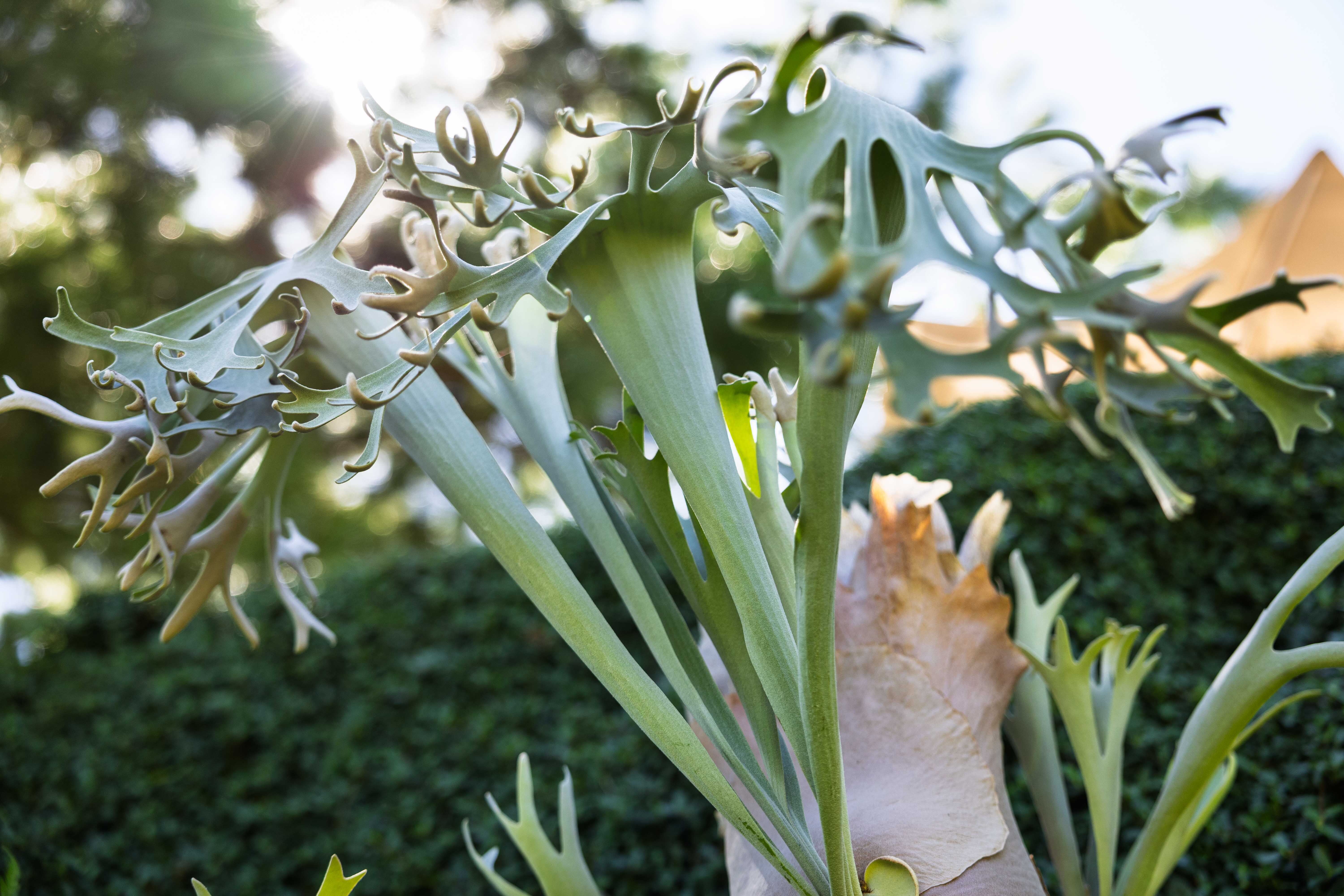 P.willinckii x bif #96