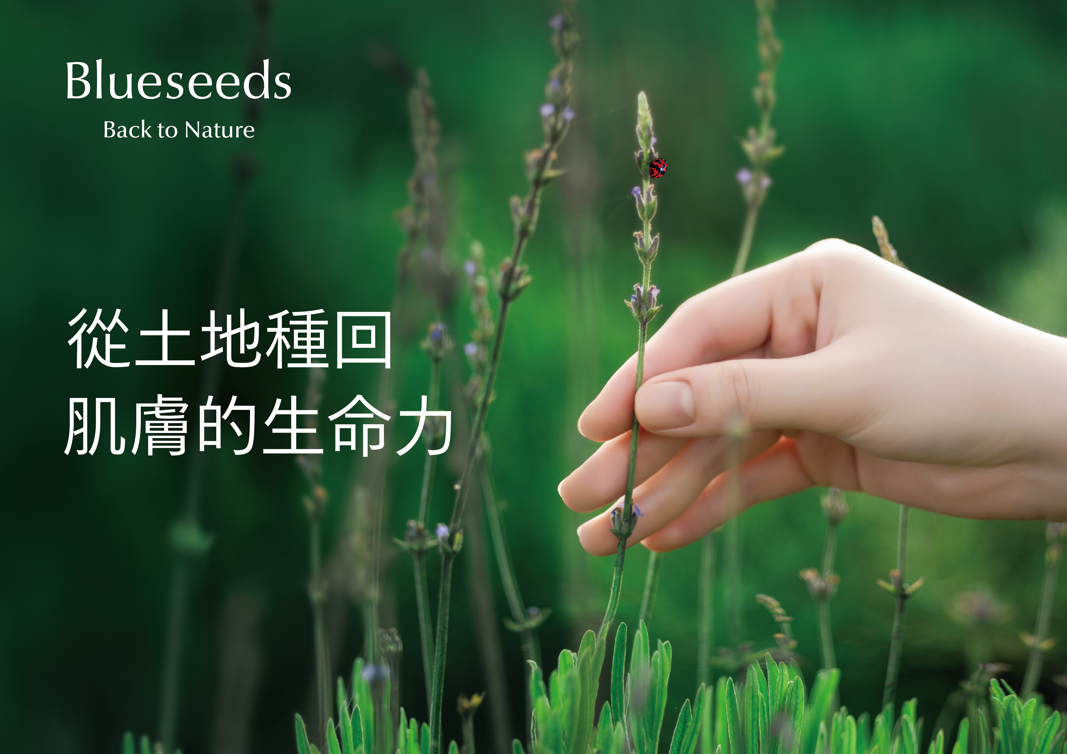 舒眠滾珠與薰衣草精油居家芳療使用情境