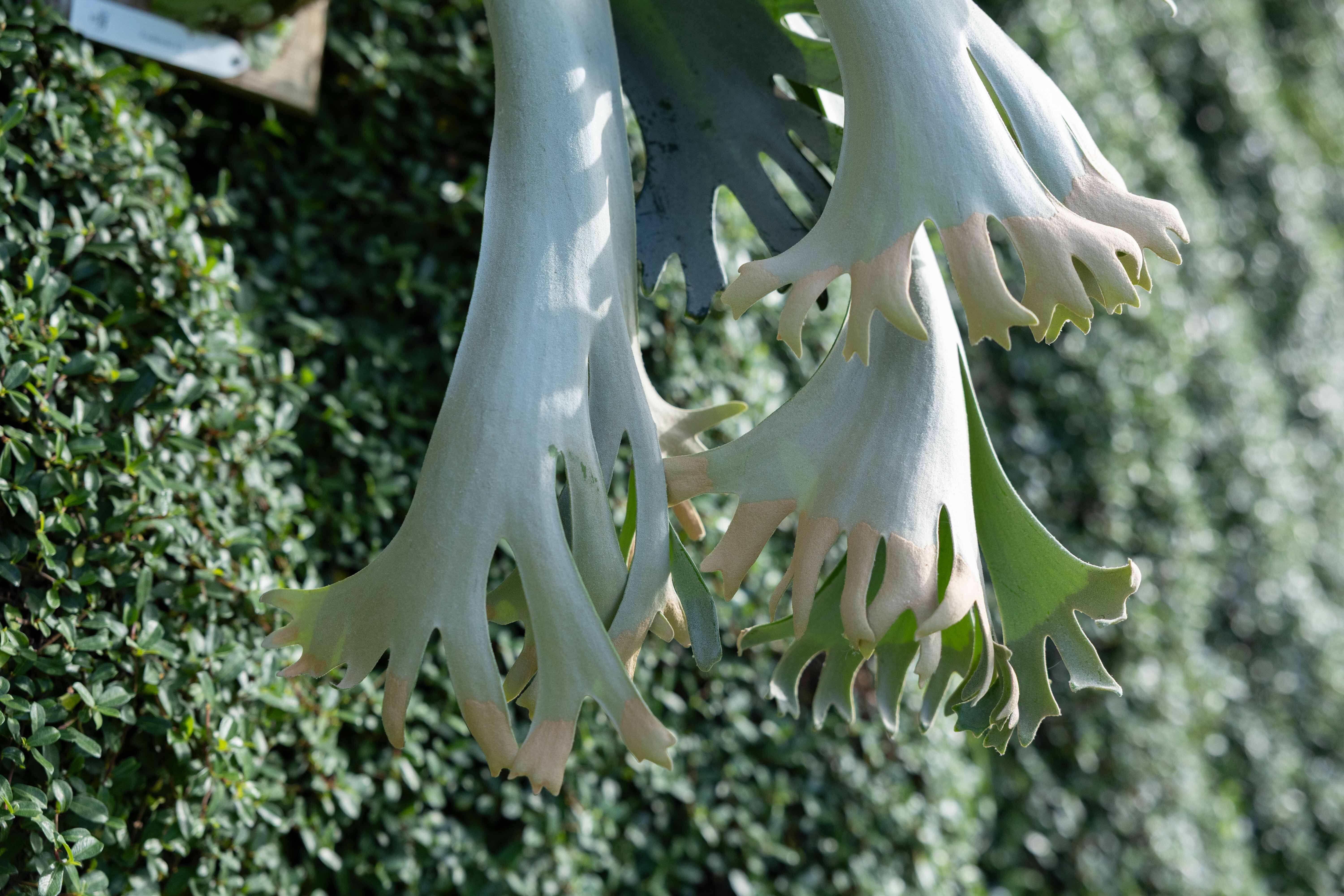 P.willinckii ET sporeline