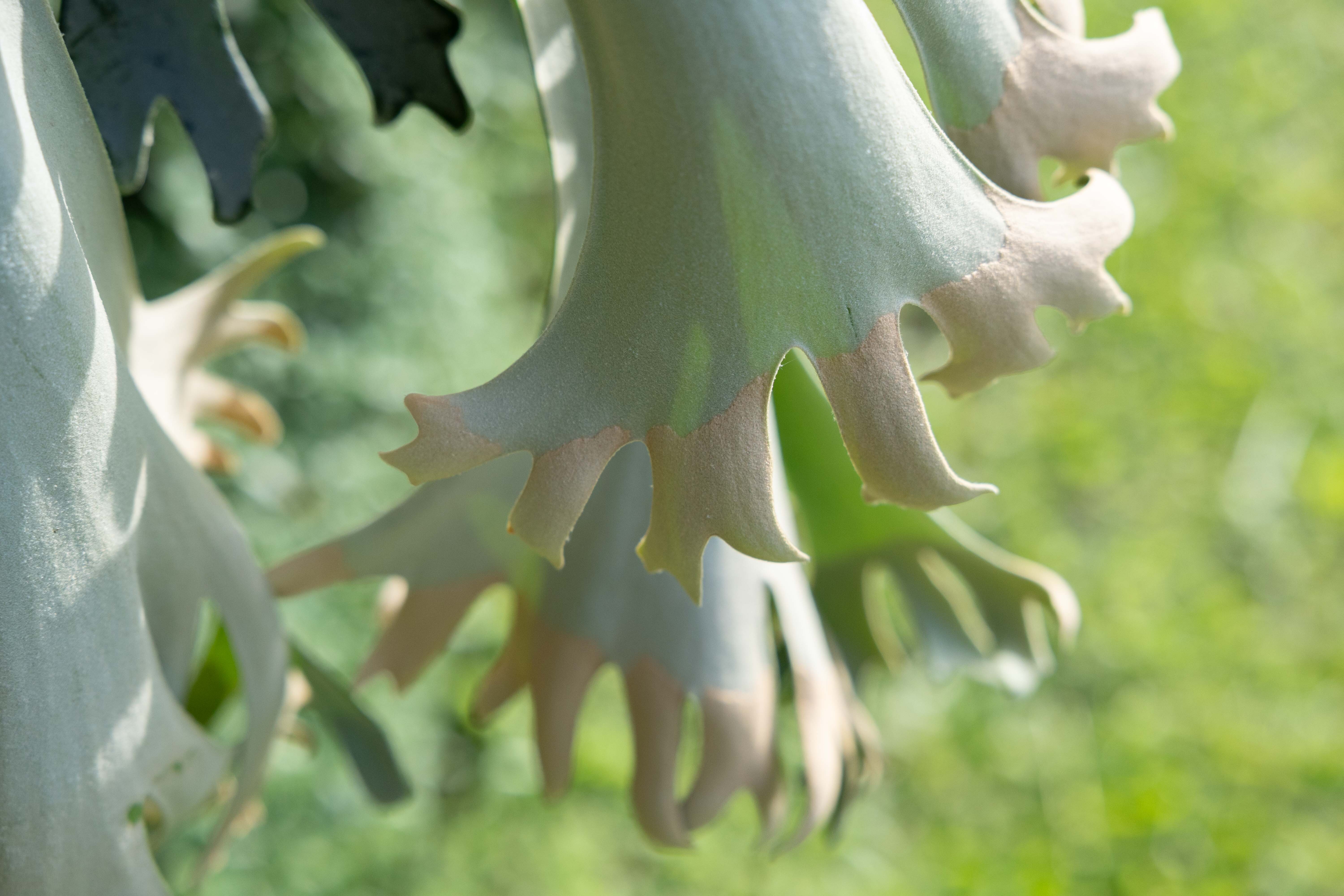 P.willinckii ET sporeline