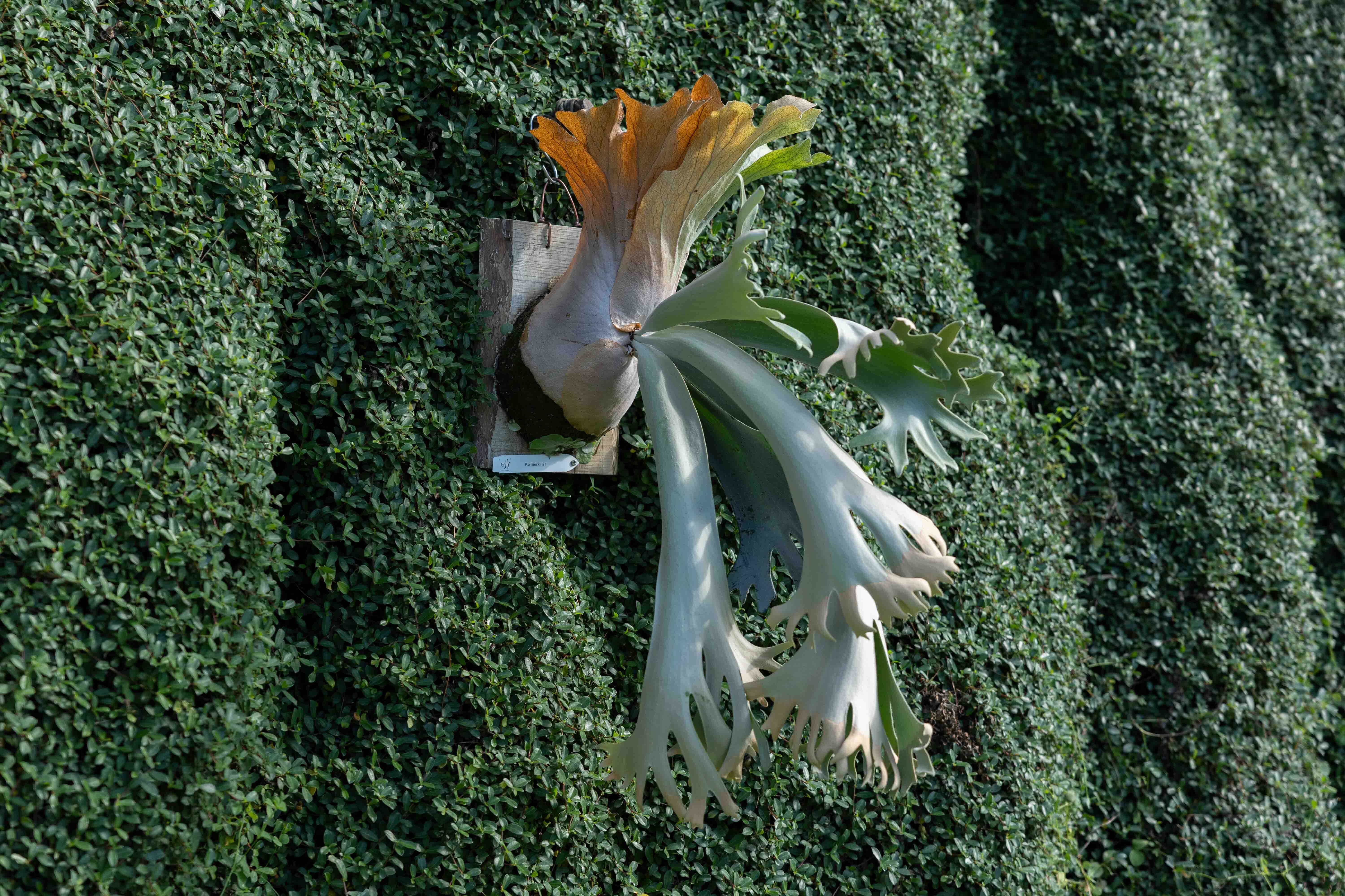 P.willinckii ET sporeline