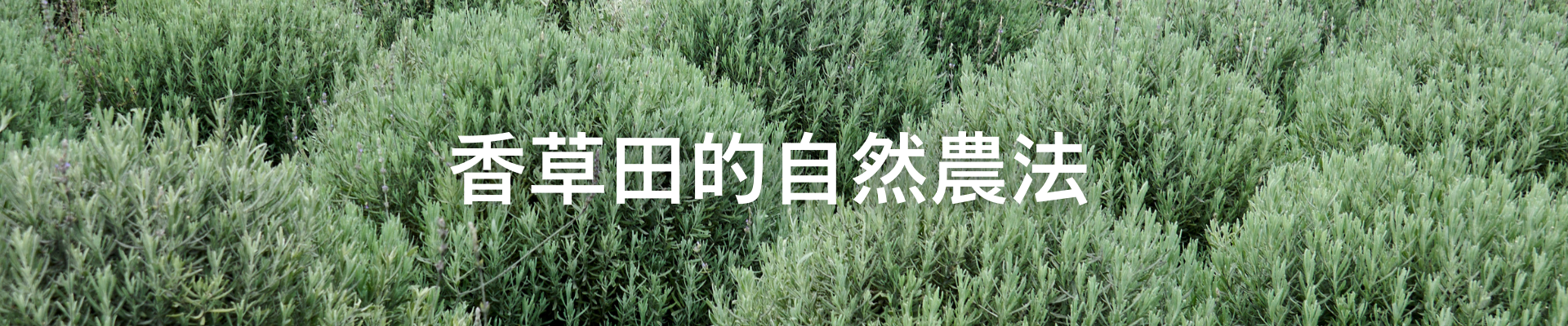 認養薰衣草苗，芙彤園農民以自然農法種植香草，支持契作農,一畝香草田