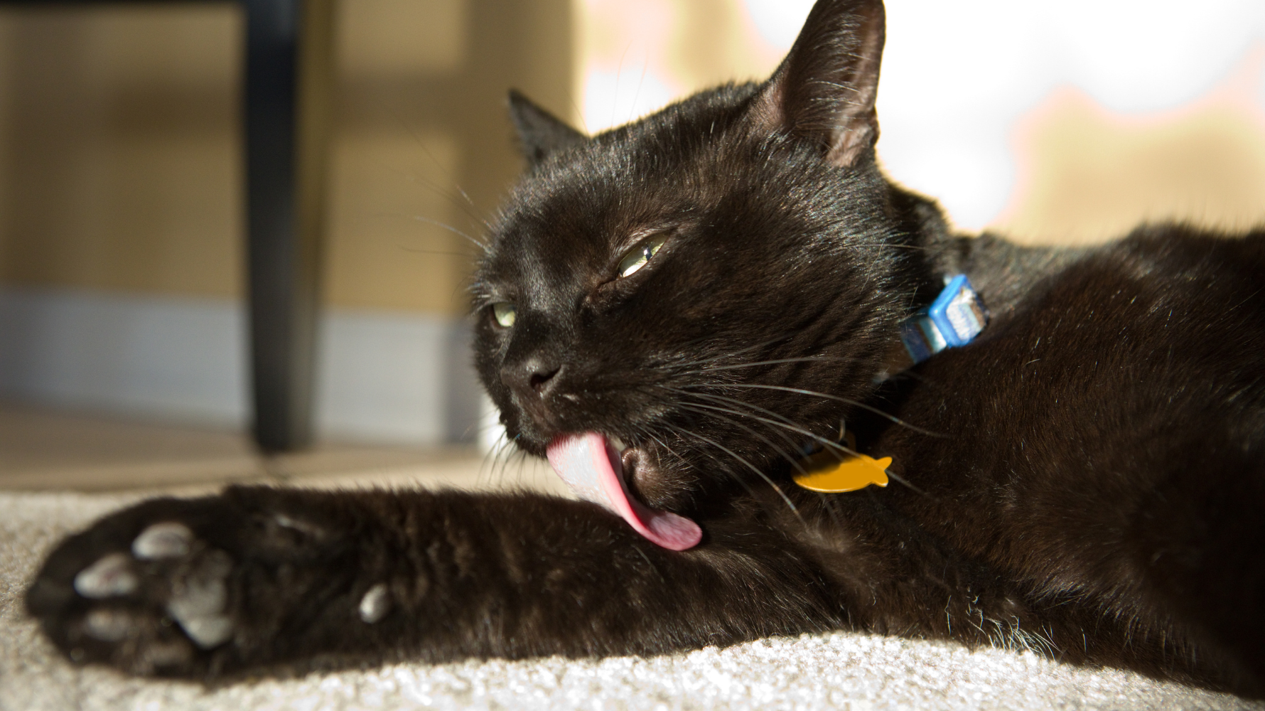 貓咪自己就會洗澡,每天醒著的時間裡,至少有三成都在舔毛、清潔自己。那是不是就真的不用幫牠洗澡了呢?