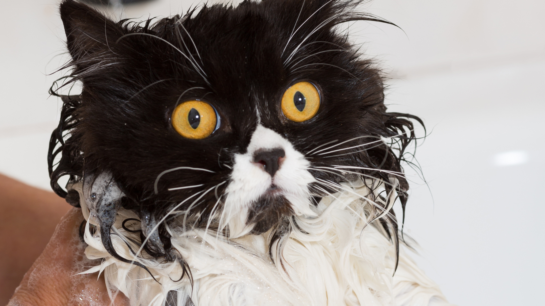 大部分貓咪一碰水就驚恐逃竄,不只你被抓傷,牠的心情也整個崩潰。 你以為只是「怕水」這麼簡單,但其實洗澡對貓咪來說,是一場高度緊繃的感官轟炸。