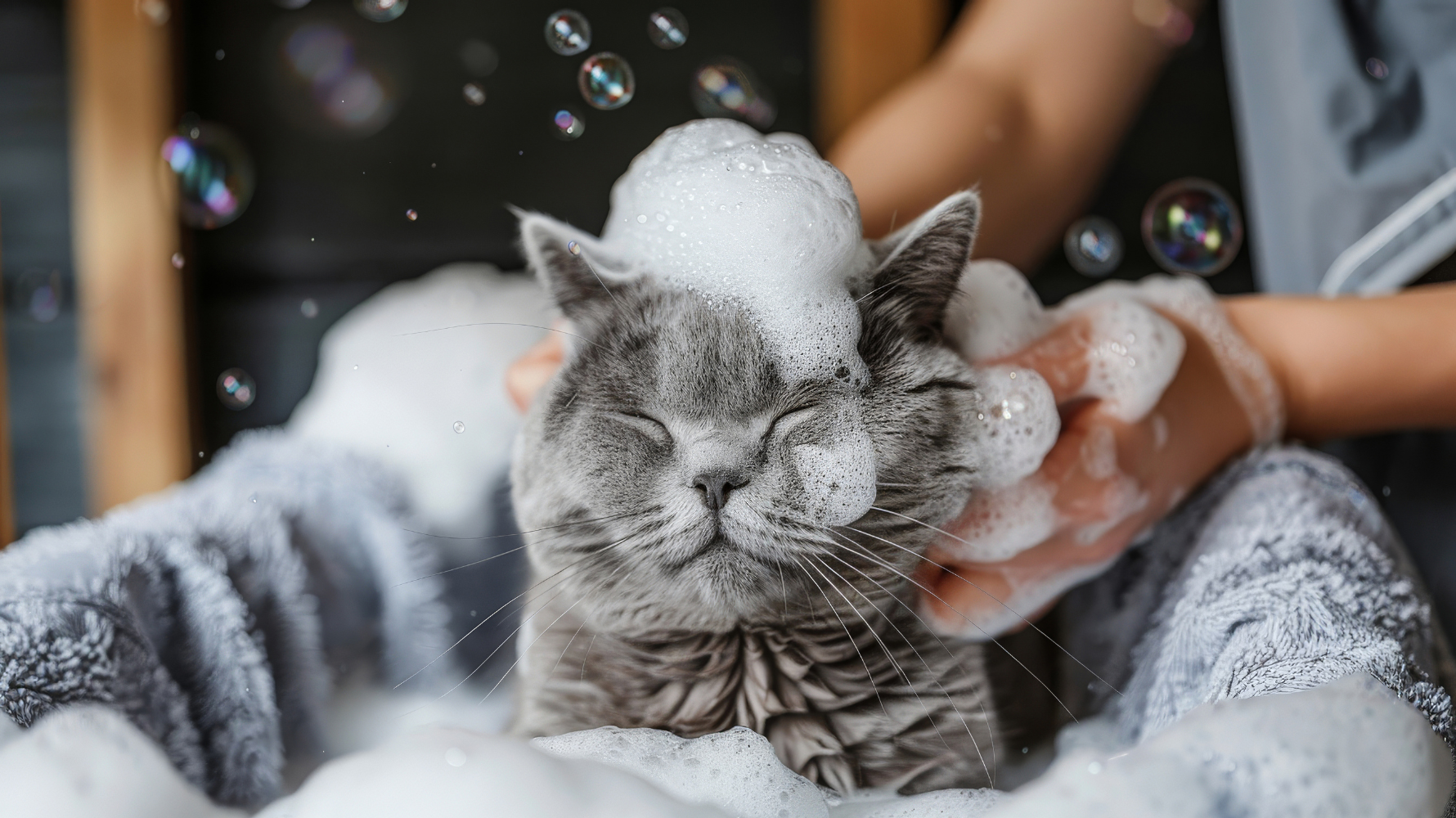 貓咪的皮膚結構與人類、狗狗都不同,皮膚更薄