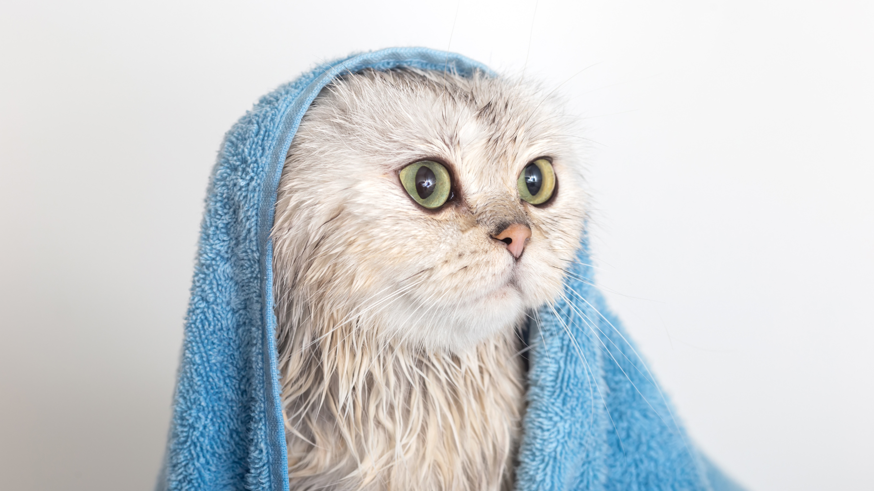 對人來說,頭髮濕了會吹乾是理所當然;但對貓來說,「吹風機」不但陌生,還可能是比水更可怕的聲音來源。