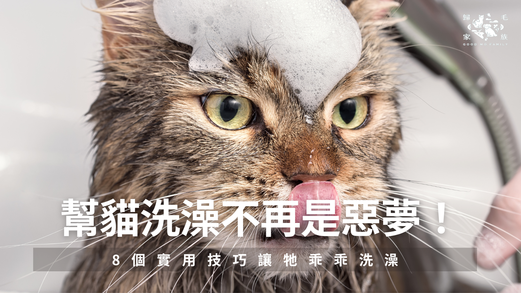 幫貓洗澡不再是惡夢！8 個實用技巧讓牠乖乖洗澡