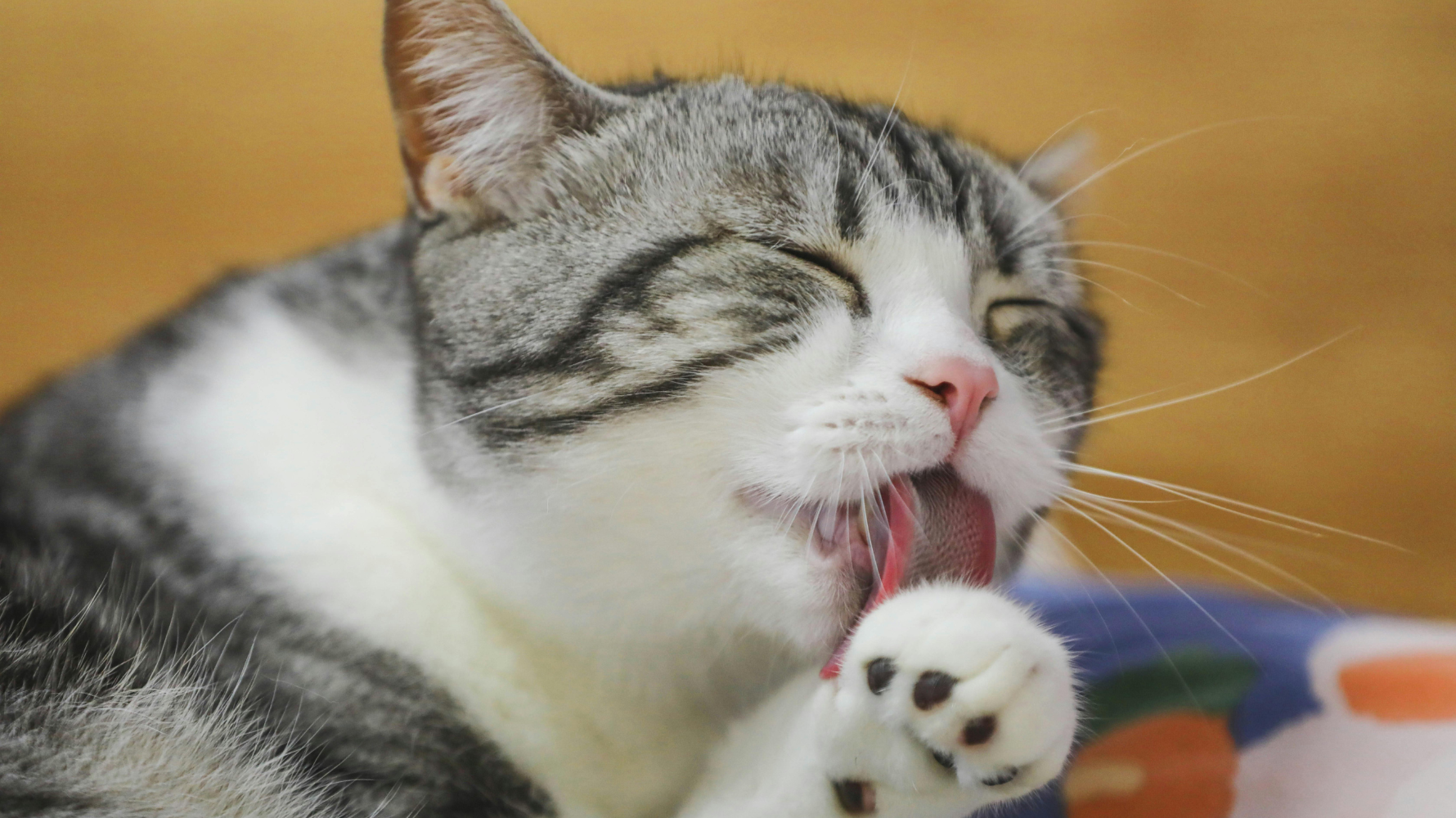 洗澡不是每隻貓的「日常必備」，但在特定狀況下，洗澡是必要，對於長毛貓或毛量特別豐厚的品種，偶爾的洗澡也能避免毛球與打結。