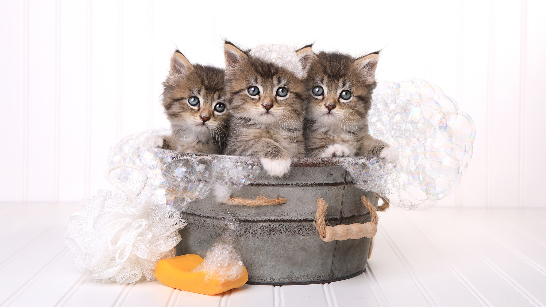 8 週以下的幼貓絕對不可以直接洗澡