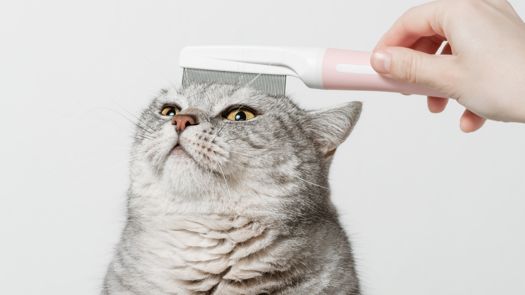 正式開始洗澡之前，準備工作非常重要，能大幅減少貓咪的緊張與掙扎