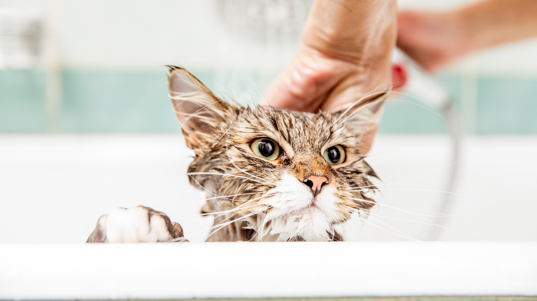 對多數飼主來說，幫貓咪洗澡是一場「心理戰」。但只要掌握正確的頻率、準備與技巧，洗澡不必是緊張的時刻，而能轉化為一次親密互動。