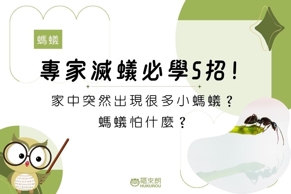 家中突然出現很多小螞蟻？螞蟻怕什麼？專家滅蟻必學5招！