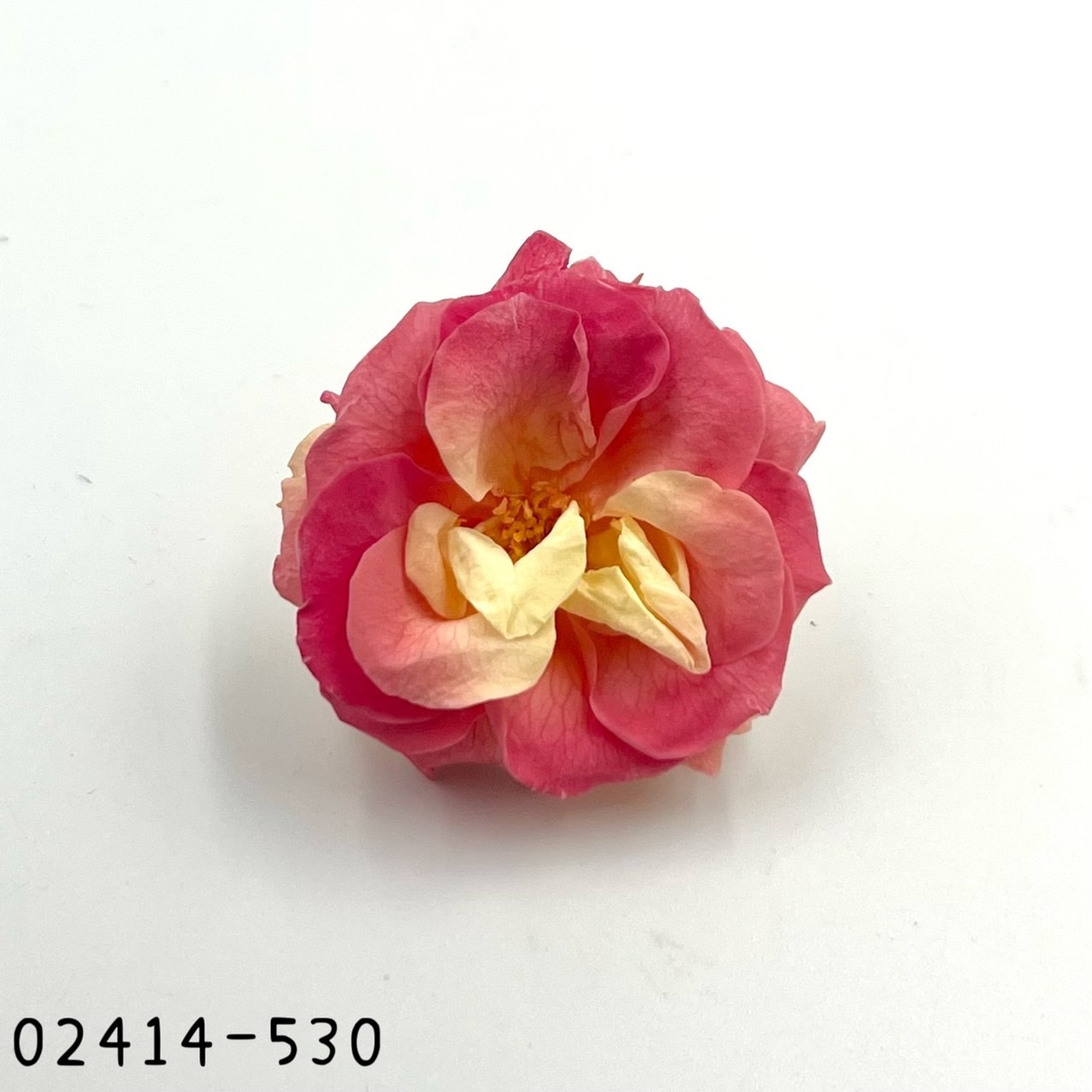 日本不凋薔薇玫瑰 02414-530