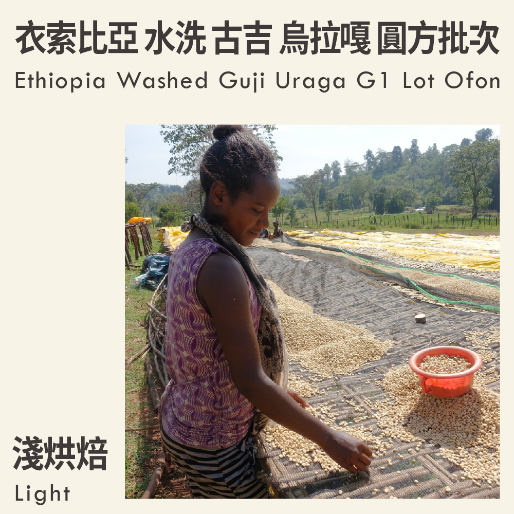 衣索比亞 水洗 古吉 烏拉嘎 圓方批次 G1 (自選批次)