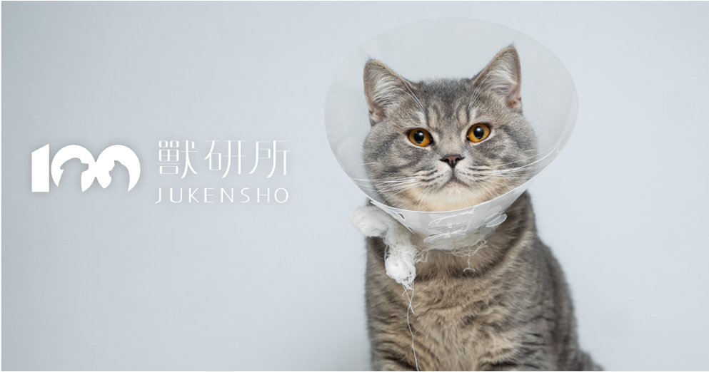 sick_cat_recovering