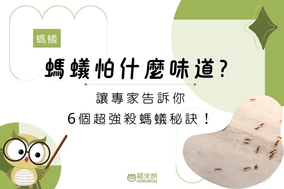 螞蟻怕什麼味道？讓專家告訴你6個超強殺螞蟻秘訣！