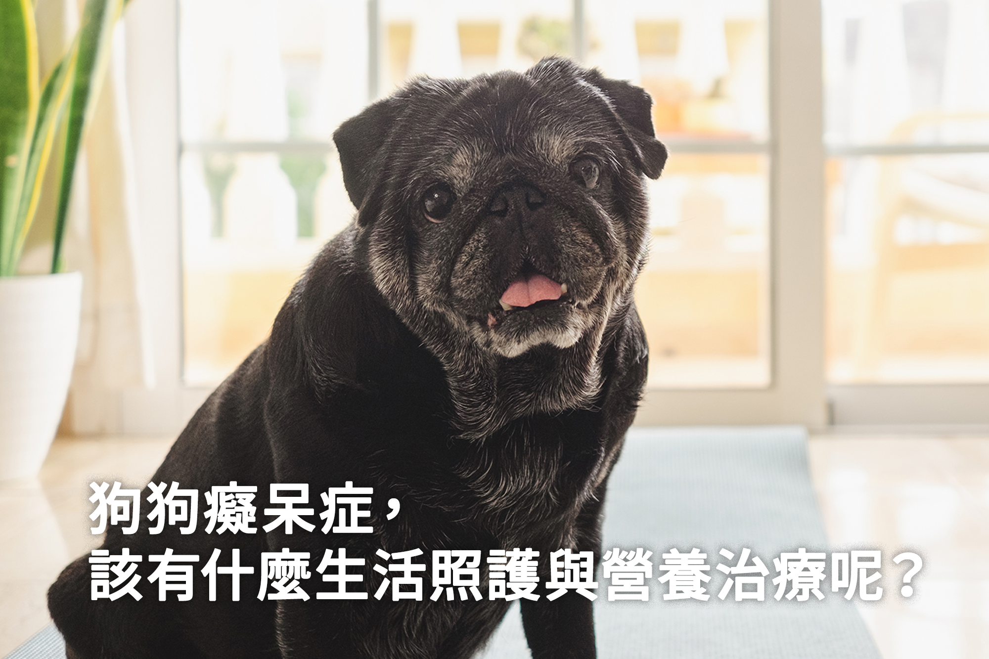 狗狗癡呆症該有什麼生活照護與營養治療