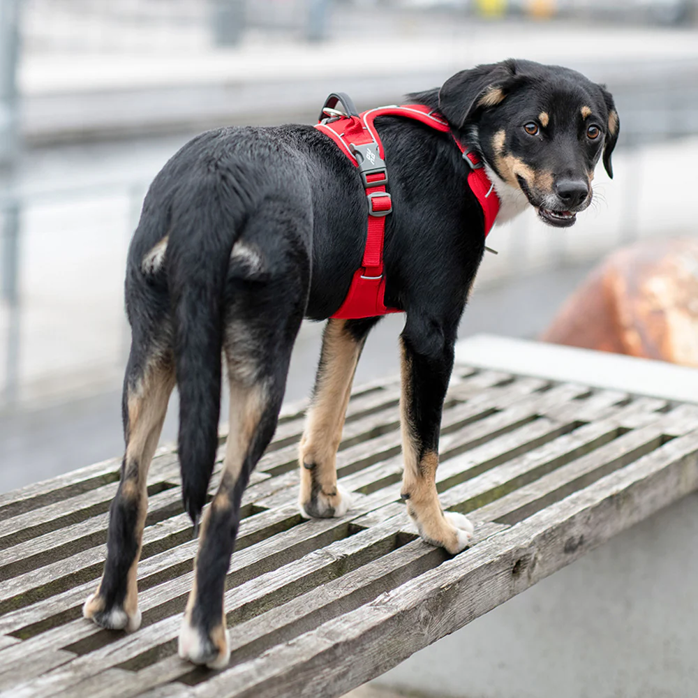 【丹麥DOG Copenhagen】Comfort Walk Pro 胸背帶(防暴衝旗艦款)(十色）