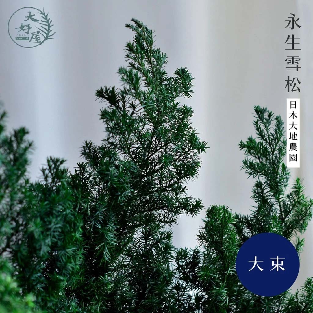 大地農園雪松【大份 / 原裝】