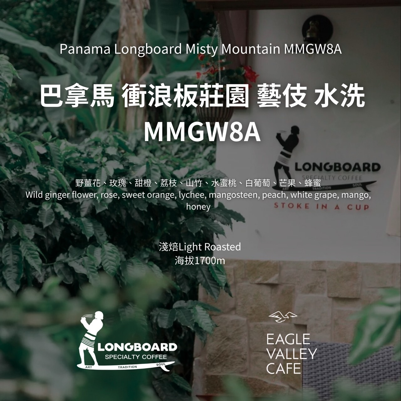 巴拿馬 衝浪板莊園 藝伎 水洗 MMGW8A 淺焙 咖啡豆