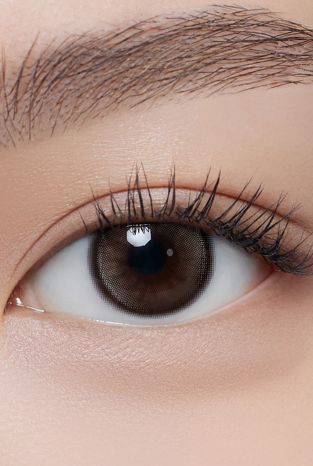 Dolly Kristin Monthly(Choco)