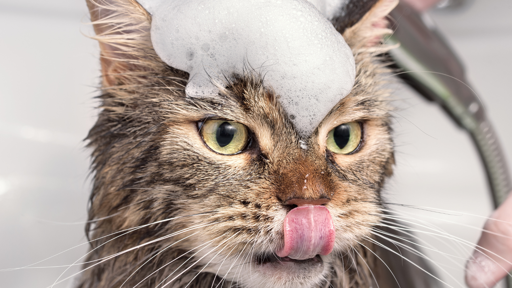 貓咪每天都在「打理自己」,牠們會用舌頭舔毛、整理毛髮,看起來總是乾乾淨淨。但這是否代表貓咪完全不用洗澡呢?本段將釐清常見迷思,幫助你判斷貓咪何時有洗澡需求,何時只靠自然清潔就足夠。