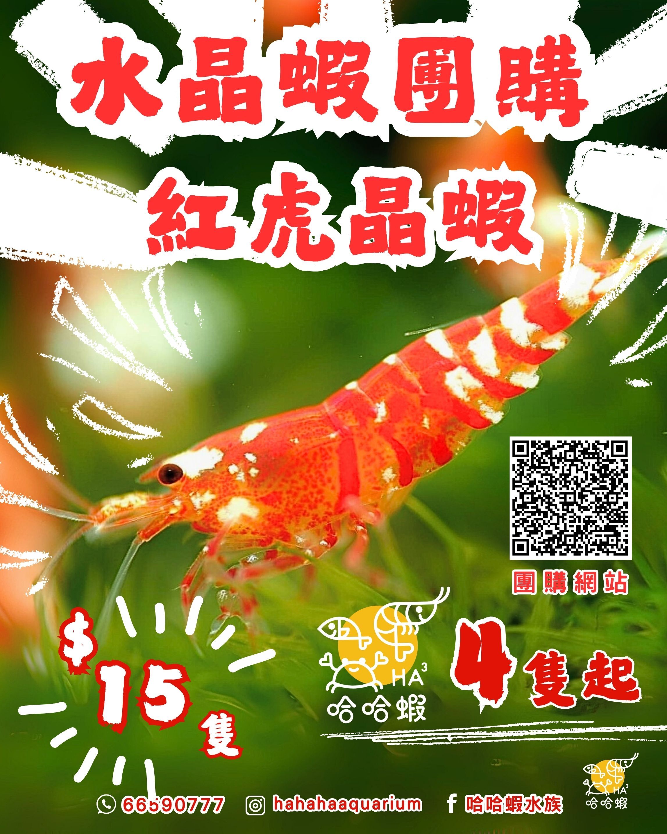 紅虎晶蝦 | RED Fancy Tiger Shrimp [團購]