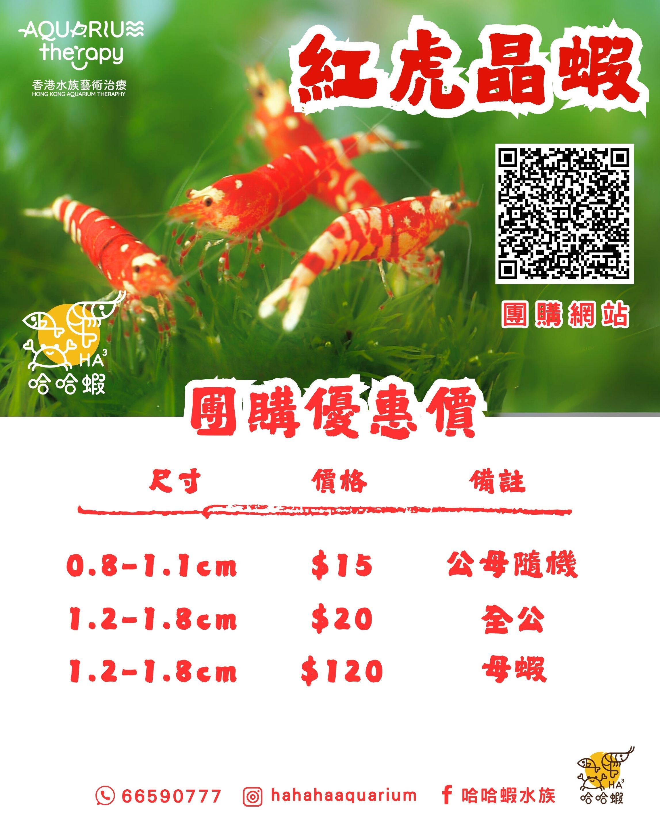 紅虎晶蝦 | RED Fancy Tiger Shrimp [團購]