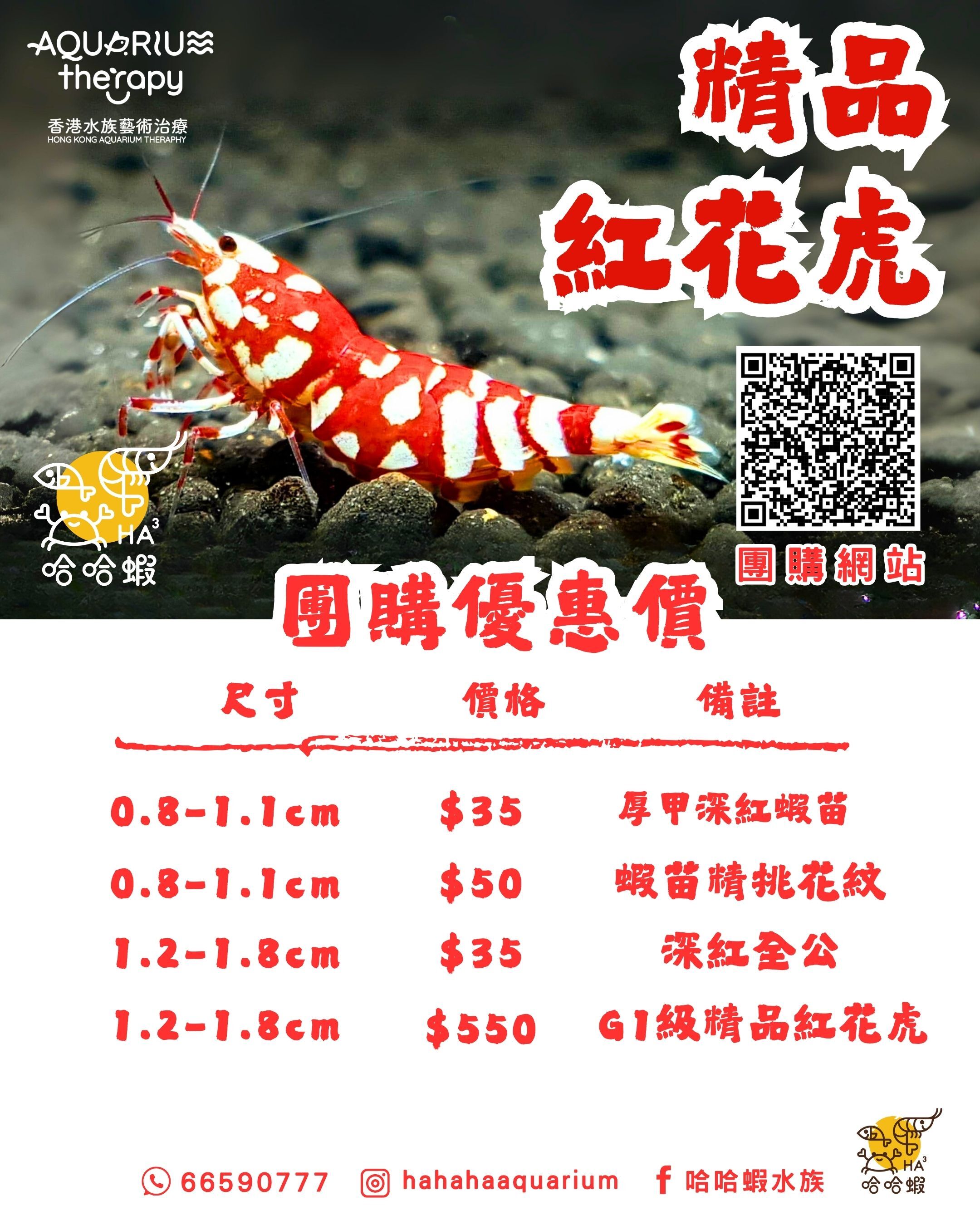 深紅厚甲 紅花虎蝦 | S-SSS RED Fancy Tiger Shrimp [團購]