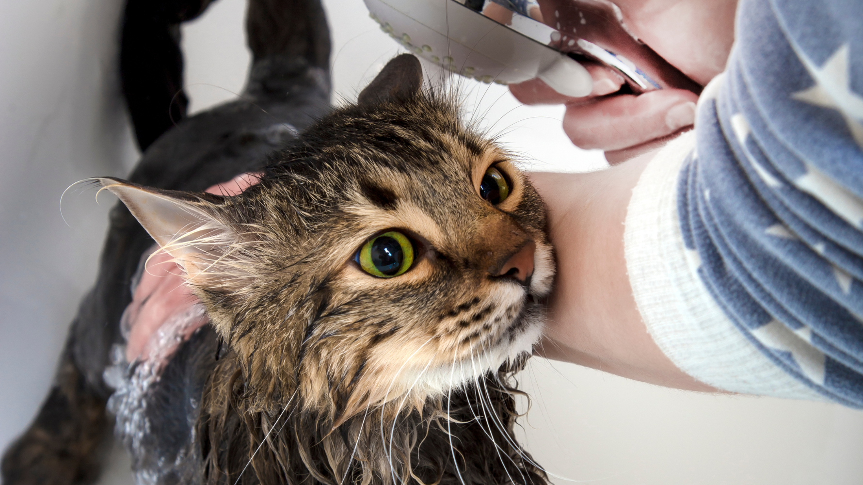 許多毛爸媽覺得幫貓洗澡是一場「大戰」,因為大多數貓咪天生怕水,加上陌生環境與聲音容易引起緊迫。其實只要準備完善、掌握正確流程,就能讓洗澡變得輕鬆許多!