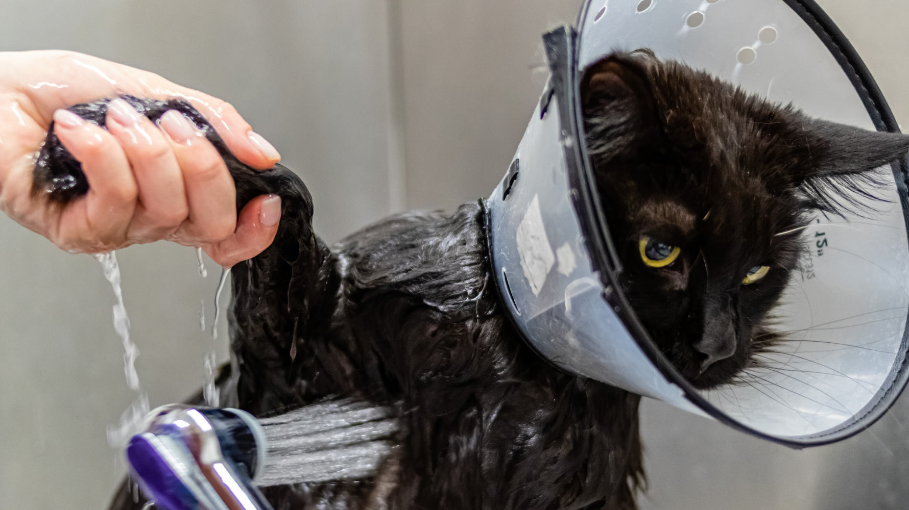 即使毛爸媽已經很用心幫貓咪洗澡,但若方式錯誤,不僅無法保持清潔,還可能導致貓咪受傷、皮膚病或加重彼此的緊張感。以下整理出 3 大常見錯誤,讓你一次避開!