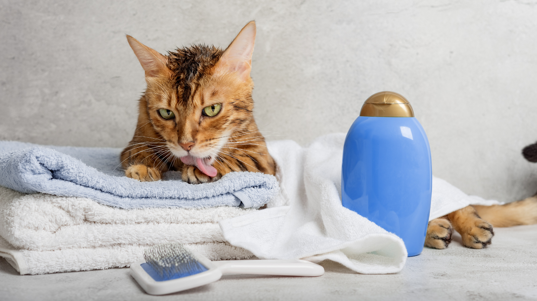 很多貓咪天生怕水,強迫洗澡不僅會造成壓力,也可能抓傷毛爸媽或自己。其實,不洗澡也能維持清潔。