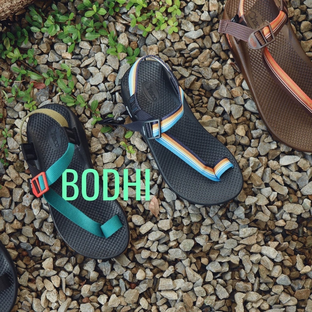 bodhi