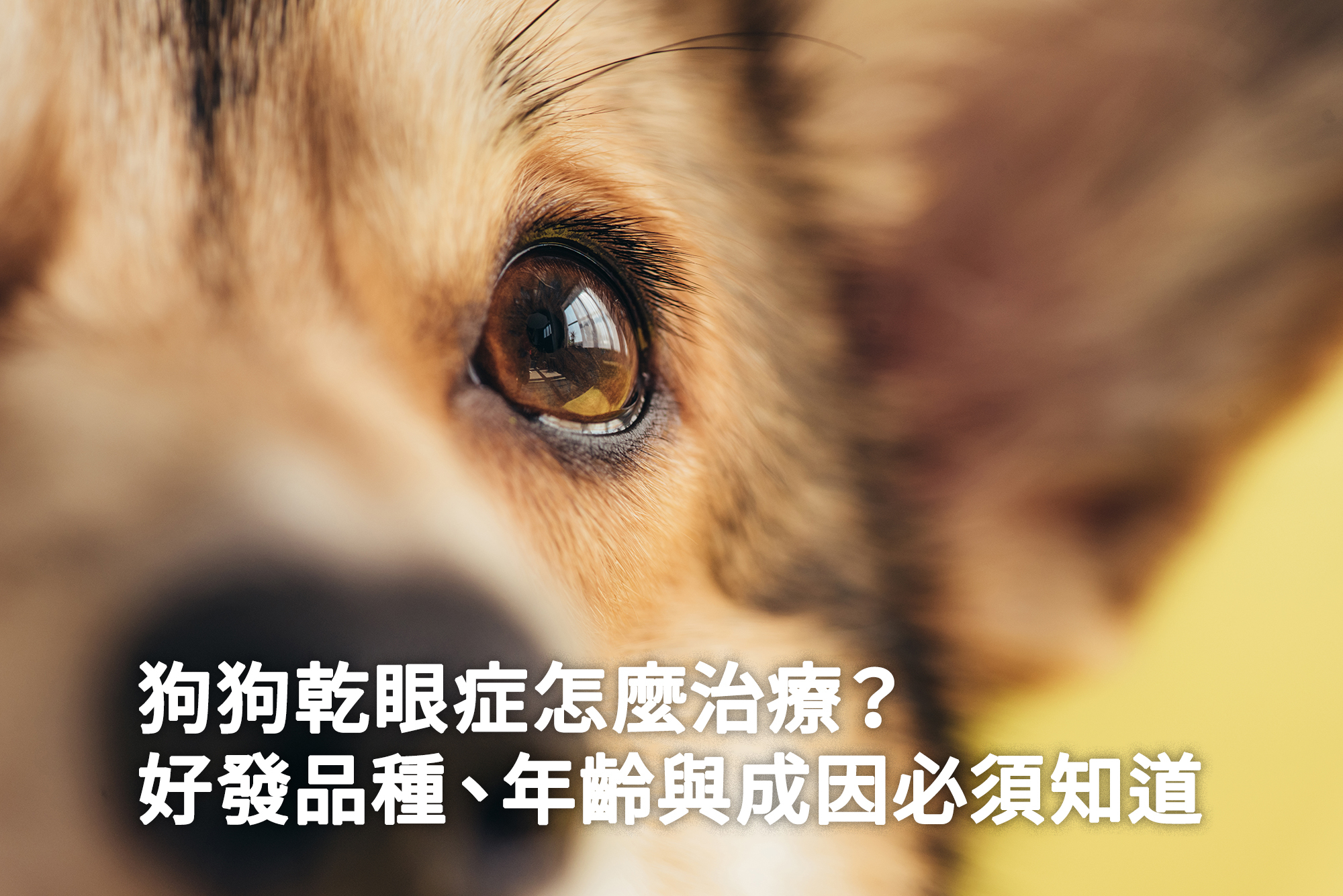 狗狗乾眼症怎麼辦？好發品種與治療方式告訴你