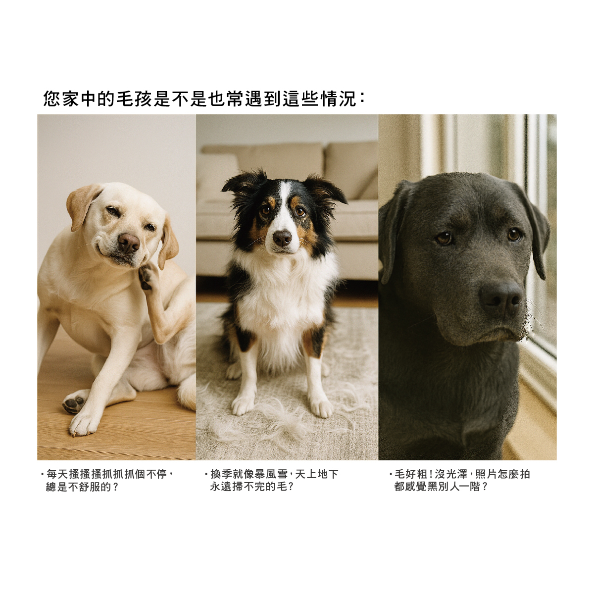常見狗狗皮膚狀況