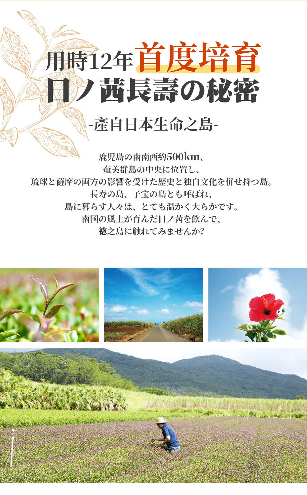 日茜茶 日本世界自然遺產鹿兒島長壽茶(2g*20包)