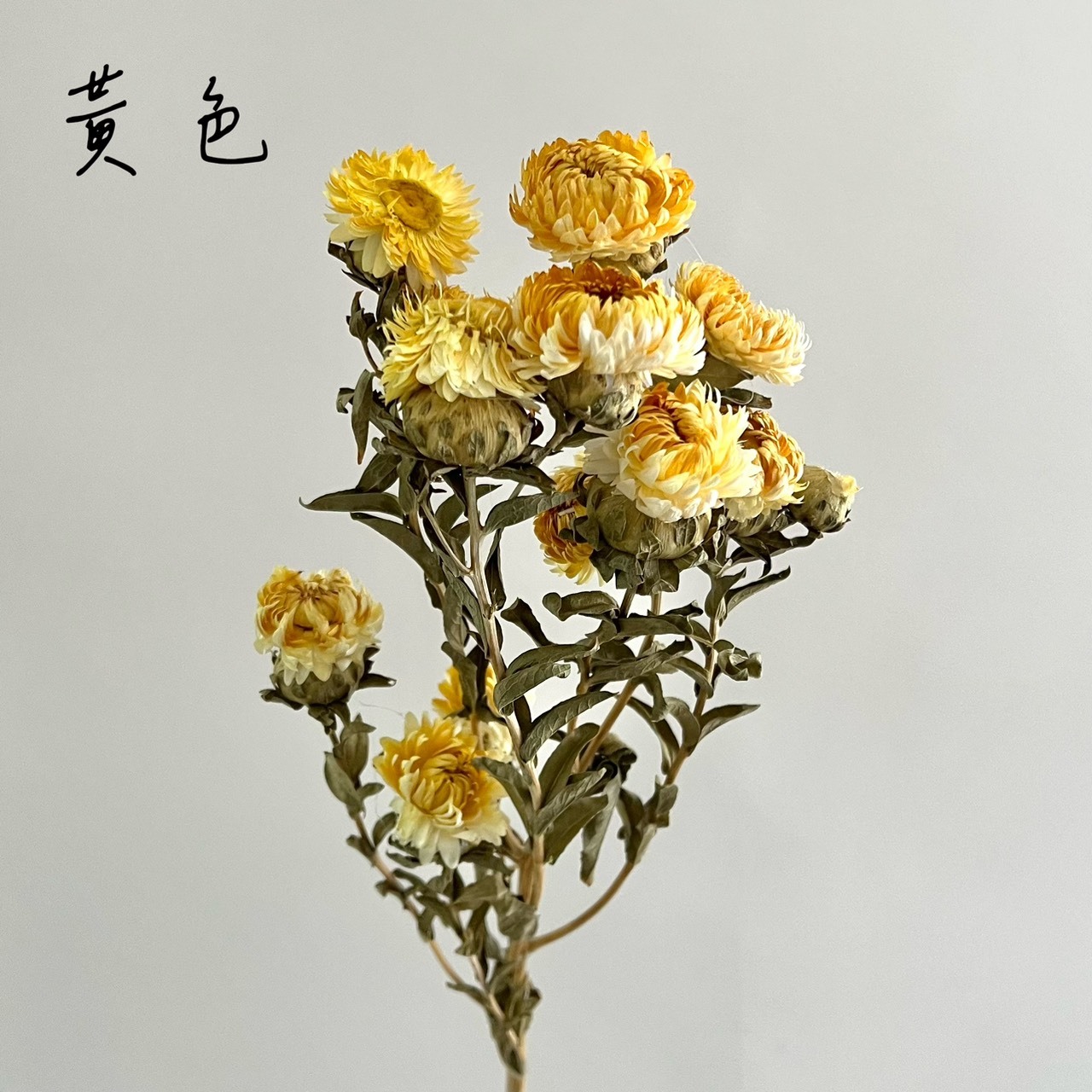 乾燥菠蘿菊