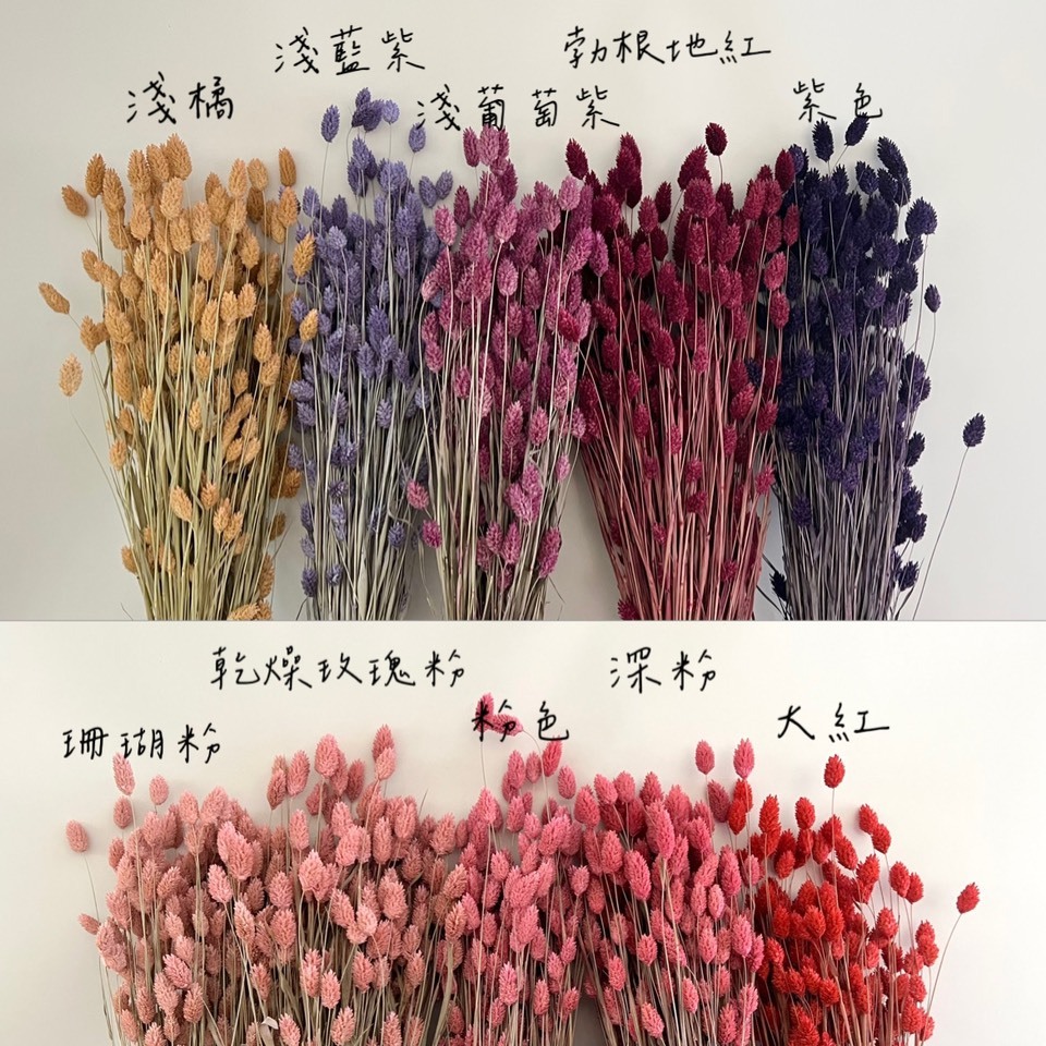 荷蘭乾燥加那利(小份)