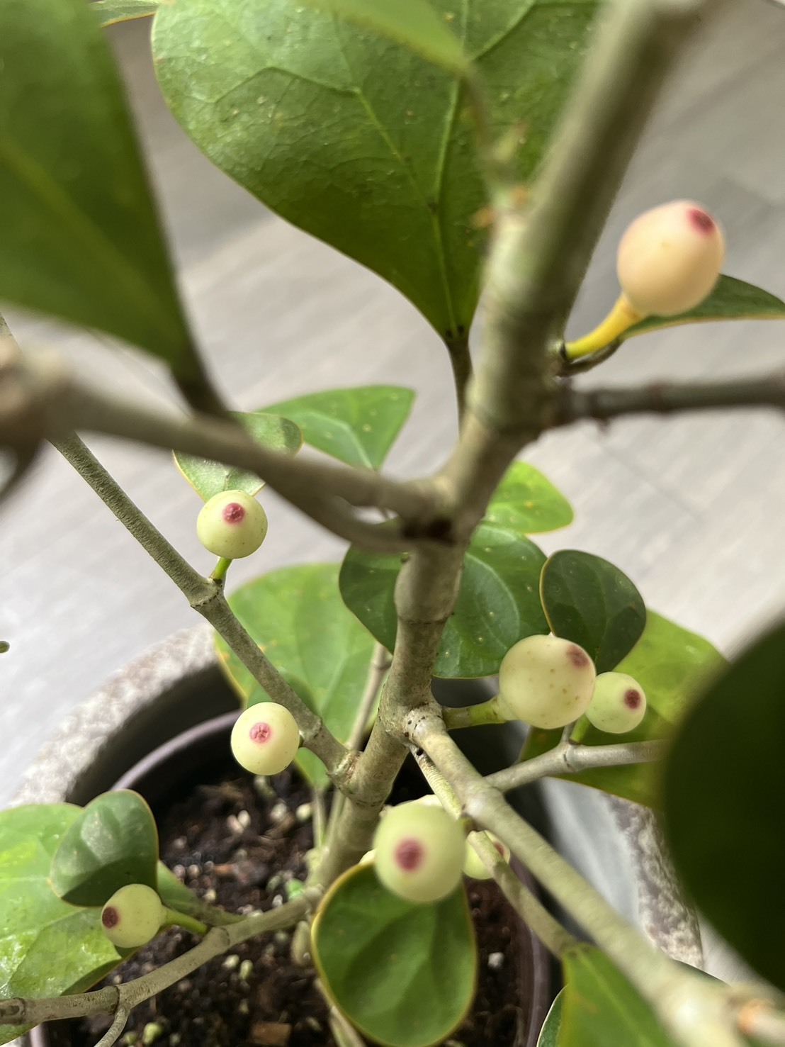 Ficus deltoidea 小判菩提、金背榕，隨機出貨不一定有果實